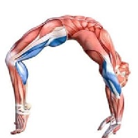 Yoga Anatomy